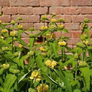 Sápa Russelova - Phlomis russeliana, kont. C1,5L